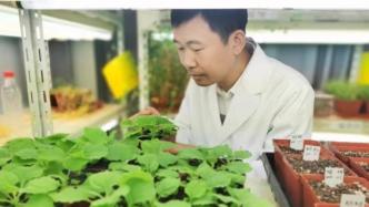 上海科学家揭开生物固氮的世纪谜题，化学氮肥或将被取代