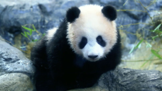 受疫情影响，旅日熊猫香香延期至明年5月回国