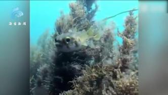 澳大利亚：河豚身上缠杂物，绕圈求助潜水员后脱困