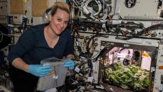 零重力培育27天成熟，NASA成功收获“太空萝卜”