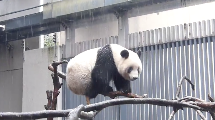 其中提名华裔女律师戴琦(katherine tai)出任美国贸易代表