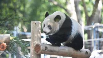 旅日大熊猫“香香”将延至2021年5月回国