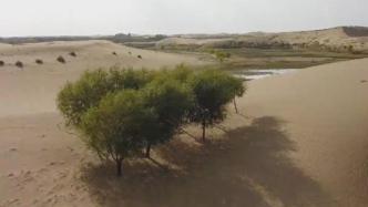 从沙漠到绿洲：毛乌素牧民治沙40年