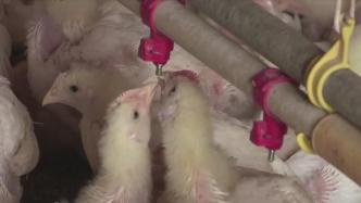 防禽流感扩散，韩国扑杀440多万只家禽