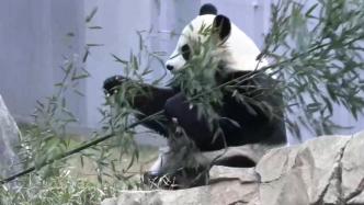 中美相关机构决定延长大熊猫保护研究合作至2023年