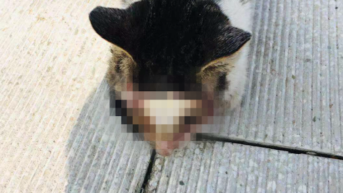 小猫被挖去双眼头骨外露,救助人:第一次见,太残忍