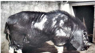 梅山猪、浦东鸡……上海这十种猪羊鸡雉遗传资源将重点保护