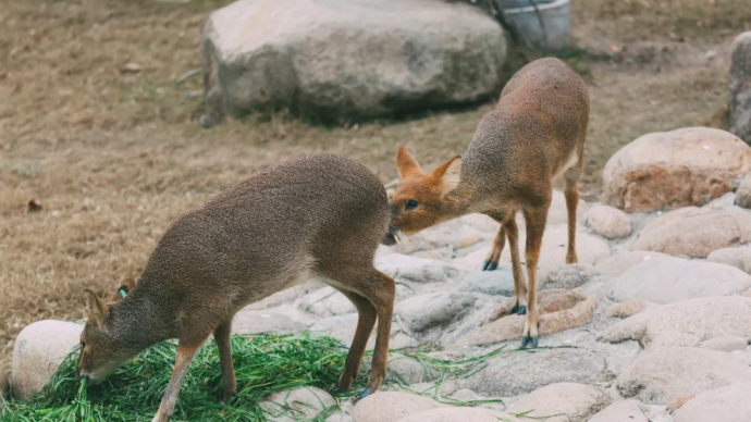 上海刮起了西北風，動物園里的獐又進入了“戀愛季”