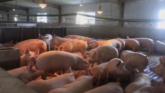 农业农村部：全国生猪生产已恢复到常年水平90%以上