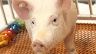 FDA首次批准基因工程猪用于食用和医用，或将用于器官移植
