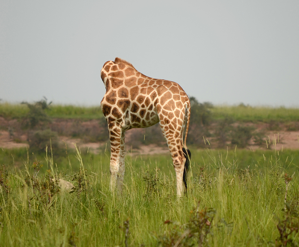 6月11日,乌干达默奇森瀑布,一头弯腰低头的长颈鹿