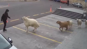 五只羊乱闯土耳其一市政厅，追逐工作人员