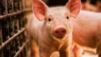 下个月在大连商交所挂牌，生猪期货能熨平“猪周期”吗？
