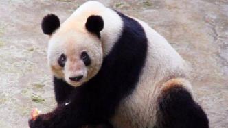 全球最长寿圈养大熊猫“新星”去世，终年38岁