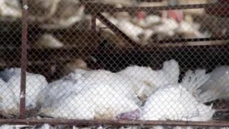 湖南宁远一人被确诊感染H5N6禽流感，当地活禽交易暂停
