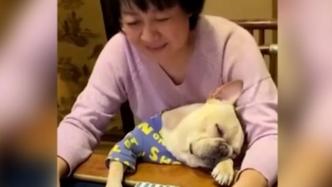 狗狗在桌边花式睡觉，主人：一打麻将它就秒睡