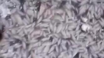 触目惊心！俄罗斯数千条鱼集体被冻在冰层中死亡