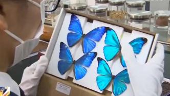 海关截获7只珍稀蝴蝶标本