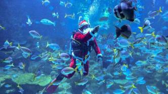 马来西亚吉隆坡水族馆推出“水中圣诞老人”