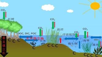 滨海湿地固碳能力如何？研究：远超陆海生态系统，潜力巨大