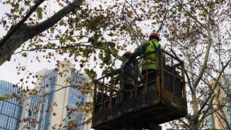 让古树活得更长久，上海静安公园对33棵悬铃木启动修剪