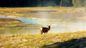 英国最新报告：近90%陆生物种2050年将失去部分栖息地
