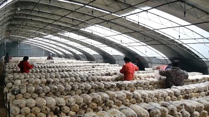 河北广平：小蘑菇成农民增收致富“法宝”