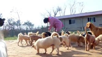 90后的她，是270多条狗狗的“守护者”