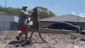 澳大利亚一男子为护家人遭袋鼠一拳撂翻在地