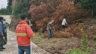 江西兴国致信林农朋友遏制树瘟：春节前必须清理自家松树木料