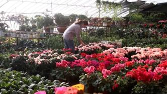 河北临西：大棚花卉助农增收