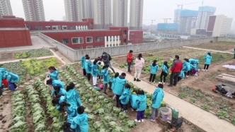 小学在教学楼顶开辟土地让学生种菜：让孩子们学会珍惜粮食