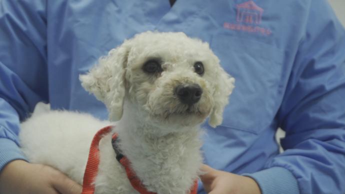 上海的流浪动物可以免费绝育啦！