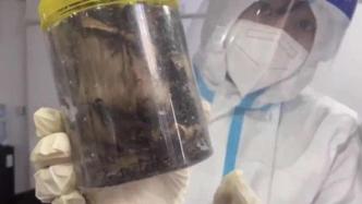 塑胶试管内有乾坤，上海海关在出口快件中查验7万只活体蚂蚁