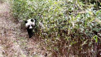 秦岭大熊猫野外种群达345只密度居全国首位，栖息地扩大