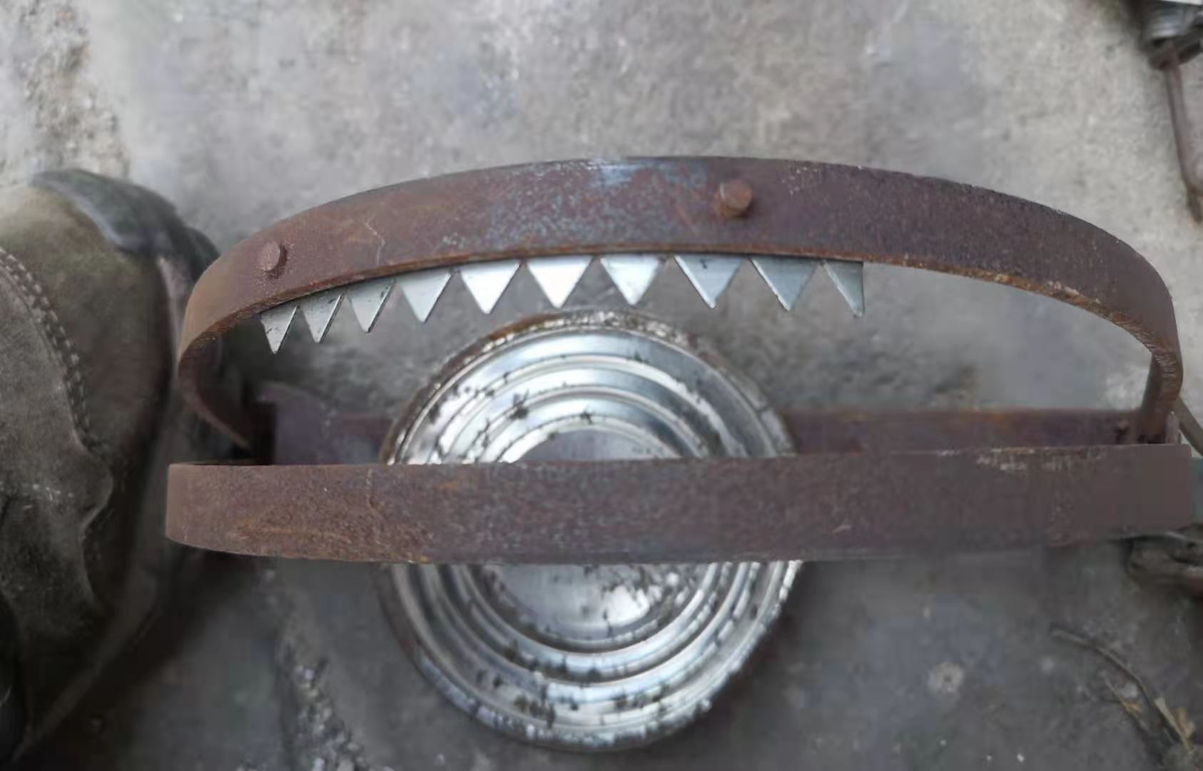 跨年夜的搜寻:一黑脸琵鹭被兽夹夹着嘴飞走,愿早一分钟找到_绿政公署