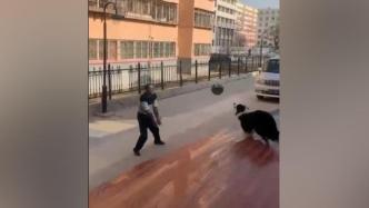 边牧犬与男子打排球，目击者：狗赢得多