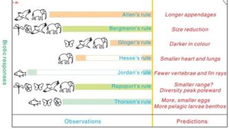 《科學(xué)》：全球氣候變暖會讓動物顏色變深還是變淺？