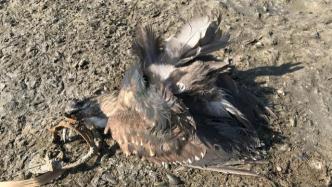 志愿者搜救带兽夹的黑脸琵鹭未果，却发现多只中兽夹死亡鸟类