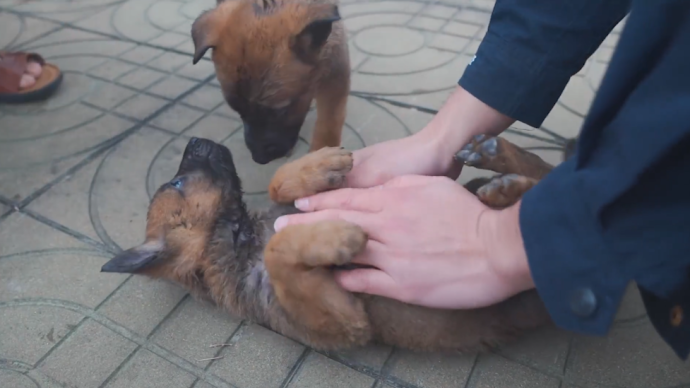 入职前的小警犬是什么样？层层选拔少不了