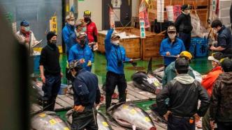 东京新年首场金枪鱼拍卖售出130万元，价格约为去年10%