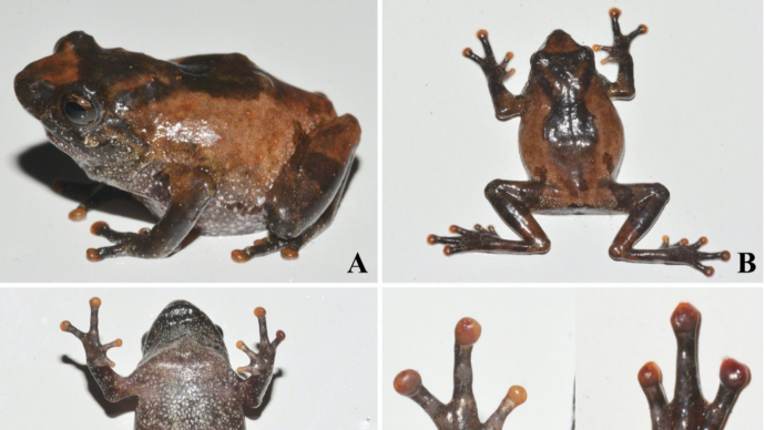 云南发现两栖类新物种黄连山灌树蛙