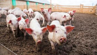 傲农生物去年累计销售生猪134.63万头，同比增逾一倍