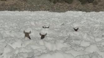 零下20度，青海管护员徒手救助6只被困白唇鹿