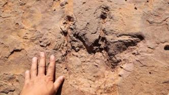 距今8000万年、240余枚！福建上杭首次发现恐龙足迹群