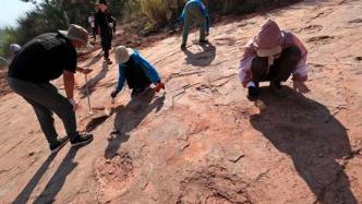 距今8000万年，福建首次发现晚白垩世恐龙足迹群