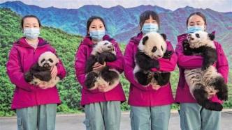 陕西：将在西安建设国内一流的秦岭大熊猫科学公园