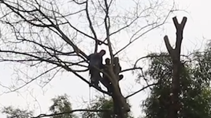 村民伐木被困树顶，家人拨打119求救