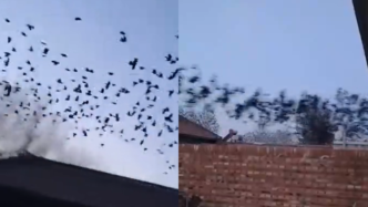 廊坊天空出现黑色鸟群，拍摄者称有点害怕