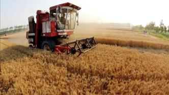 “十三五”小麦播种面积略有下降，是如何靠科技实现增产的？